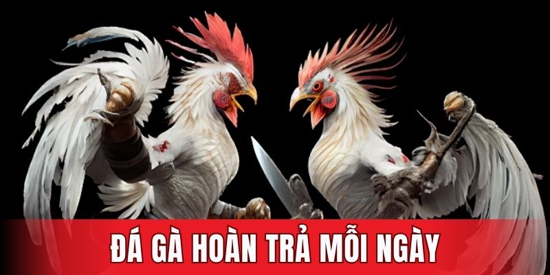 Đá gà hoàn trả mỗi ngày